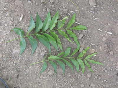 Figure 3. Pecan leaves showing rippled leaf margins characteristic of zinc deficiency. 